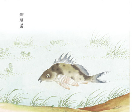 尖頭鱸國畫魚海洋生物手繪