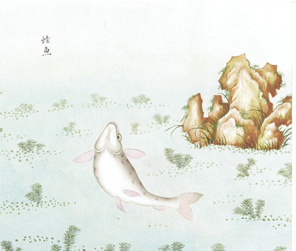 蛙魚國畫魚海洋生物手繪