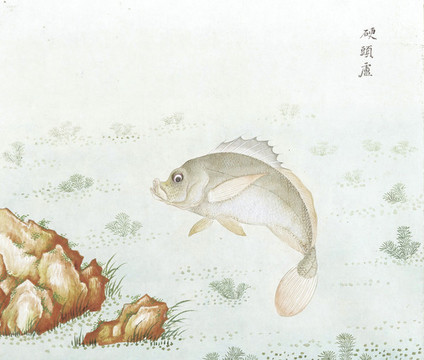 硬頭魚國畫魚海洋生物手繪