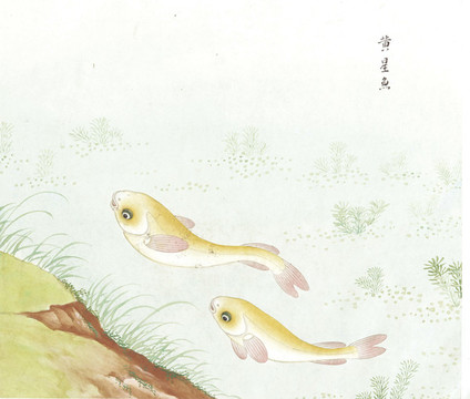 黃星魚國畫魚海洋生物手繪