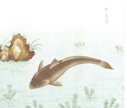 牛尾魚國畫魚海洋生物手繪