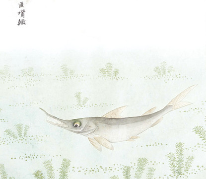 長嘴魚國畫魚海洋生物手繪
