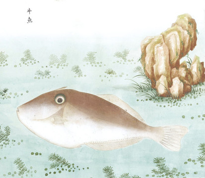 牛魚國畫魚海洋生物手繪
