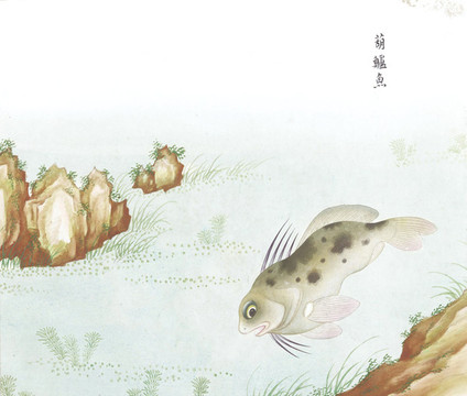大葫蘆魚國(guó)畫魚海洋生物手繪