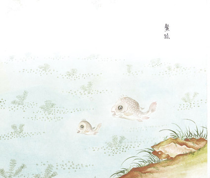 小鰲魚國畫魚海洋生物手繪