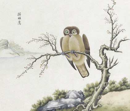 貓頭鷹花鳥國畫素材插畫