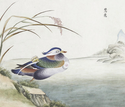 公鴛鴦花鳥(niǎo)國(guó)畫(huà)素材插畫(huà)