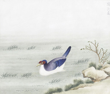 隨流雀花鳥國畫素材插畫