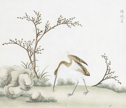 錐地雀花鳥國畫素材插畫