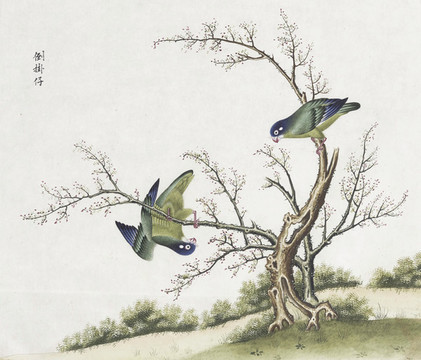 鸚鵡花鳥國畫素材插畫