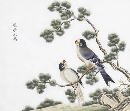鸚鵡花鳥國畫素材插畫