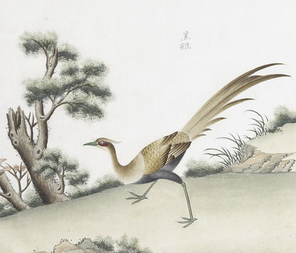 黑雉雞花鳥(niǎo)國(guó)畫(huà)素材插畫(huà)