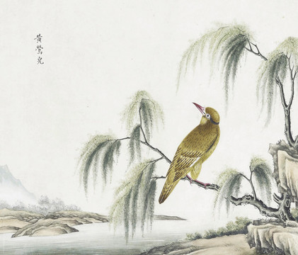 黃鶯花鳥國畫素材插畫