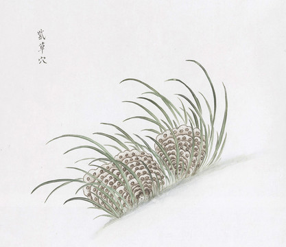 紫草穴中草藥國(guó)畫素材插畫國(guó)畫