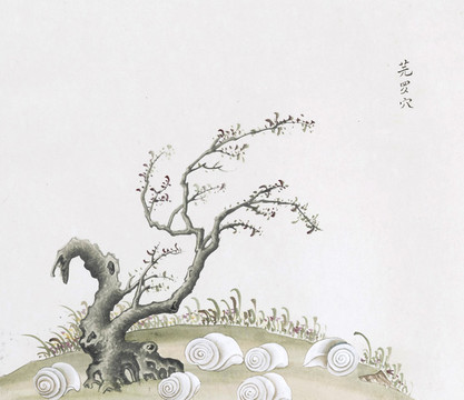 芫羅穴中草藥國(guó)畫素材插畫國(guó)畫
