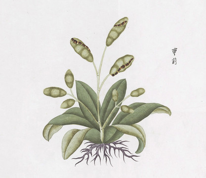 車前草中草藥國畫素材插畫