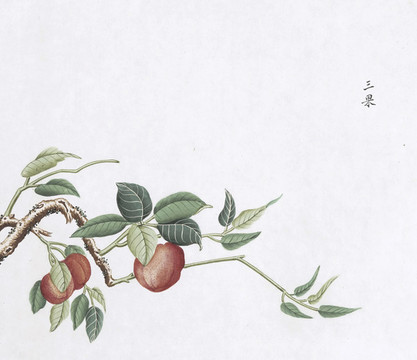 三果中草藥國(guó)畫素材插畫