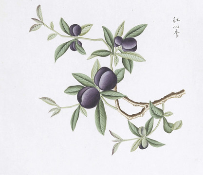 紅心李中草藥國畫素材插畫