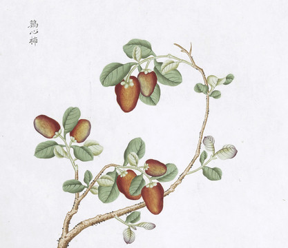 雞心柿中草藥國畫素材插畫
