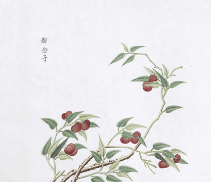 都念子中草藥國(guó)畫素材插畫