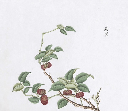 庵羅果中草藥國畫素材插畫
