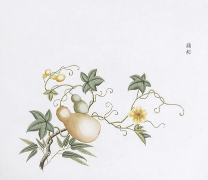 葫蘆中草藥國畫素材插畫國畫
