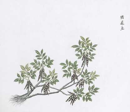 豬尿豆中草藥國畫素材插畫國畫