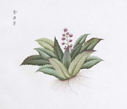金沸草中草藥國(guó)畫(huà)素材插畫(huà)國(guó)畫(huà)