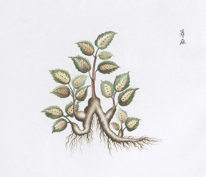 蕁麻中草藥國畫素材插畫國畫