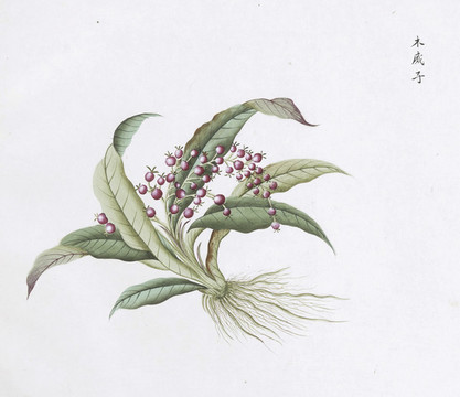 木威子中草藥國(guó)畫素材插畫國(guó)畫