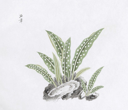 石草中草藥國畫素材插畫國畫