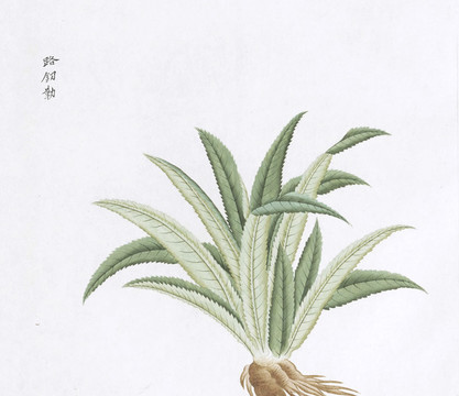路刀草中草藥國畫素材插畫國畫