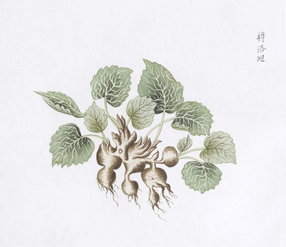 博落回中草藥國畫素材插畫國畫