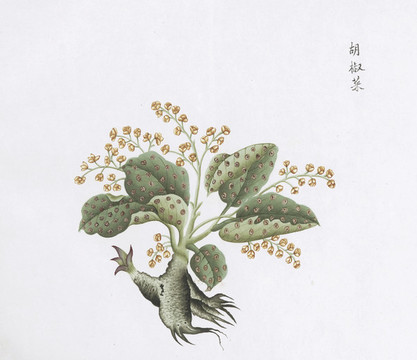 胡椒菜中草藥國畫素材插畫國畫