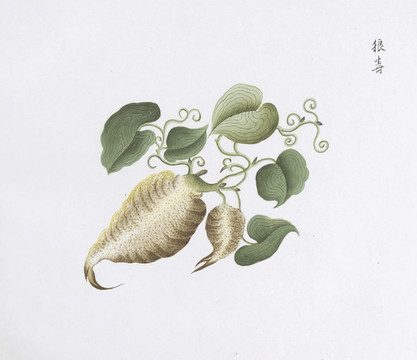 狼毒中草藥國畫素材插畫國畫