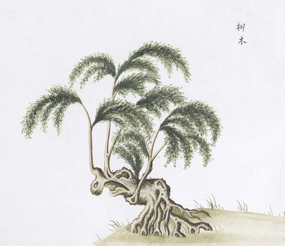 柳樹(shù)中草藥國(guó)畫(huà)素材插畫(huà)國(guó)畫(huà)