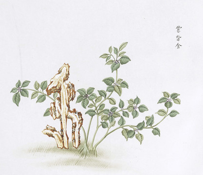 紫背金中草藥國(guó)畫(huà)素材插畫(huà)國(guó)畫(huà)