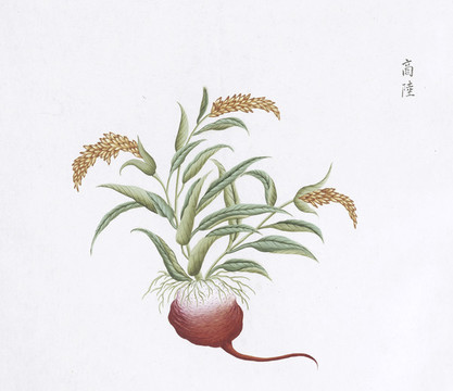 商陸中草藥國畫素材插畫國畫