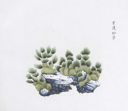 羅漢松草中草藥國(guó)畫素材國(guó)畫