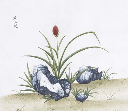 石三陵中醫(yī)中草藥素材白描矢量