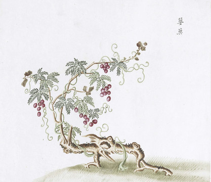 嬰奧中醫(yī)中草藥素材白描矢量