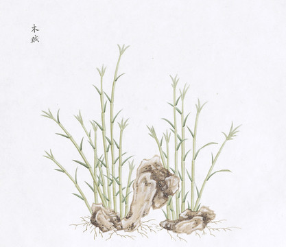 木賊中醫(yī)中草藥素材白描矢量