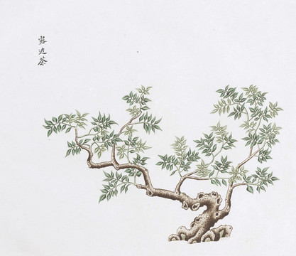 露邊茶中醫(yī)中草藥素材白描矢量