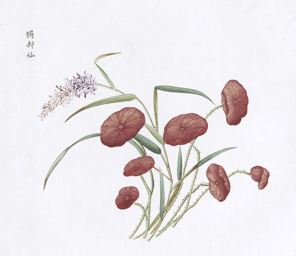 獨卻仙中醫(yī)中草藥素材白描矢量