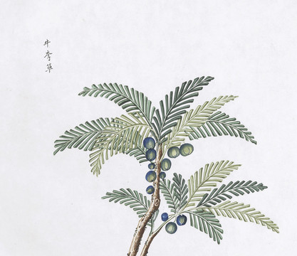 牛李草中醫(yī)中草藥素材白描矢量