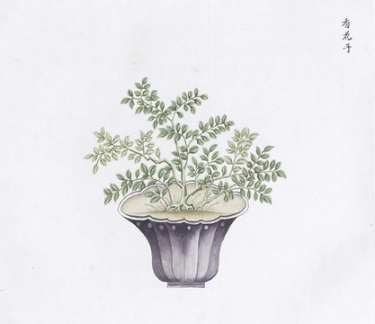 香花子中醫(yī)中草藥素材白描矢量
