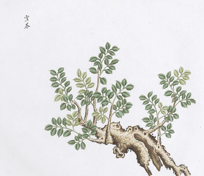 雪茶中醫(yī)中草藥素材白描矢量