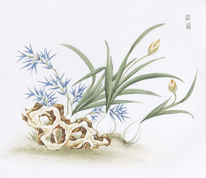大蒜中醫(yī)中草藥素材白描矢量