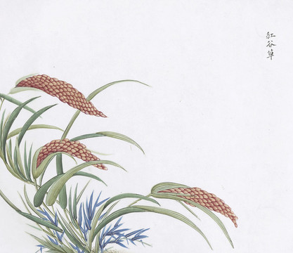 紅谷草中醫(yī)中草藥素材白描矢量