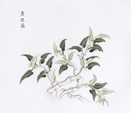 塘邊藕中醫(yī)中草藥素材白描矢量